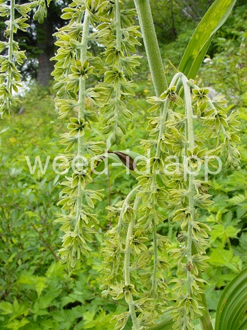 false-hellebore, green